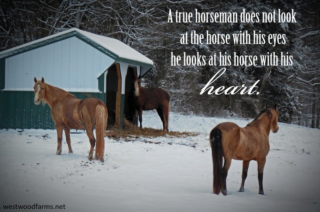A true horseman does not look at the horse with his eyes he looks at the horse with his heart