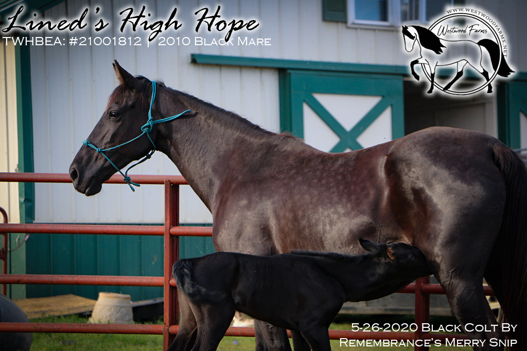 Lined's High Hope and 2020 Colt