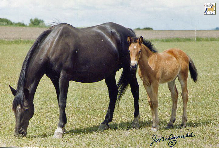 Little Toot Wilson
