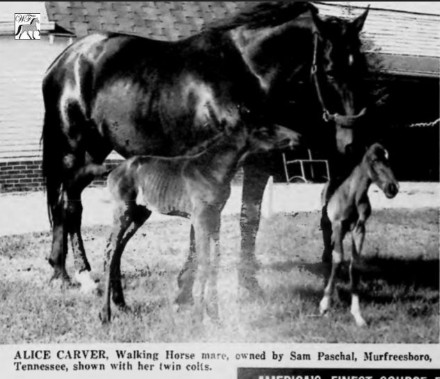 Alice Carver