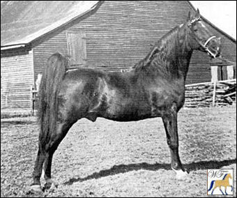 Brown Allen walking horse stallion