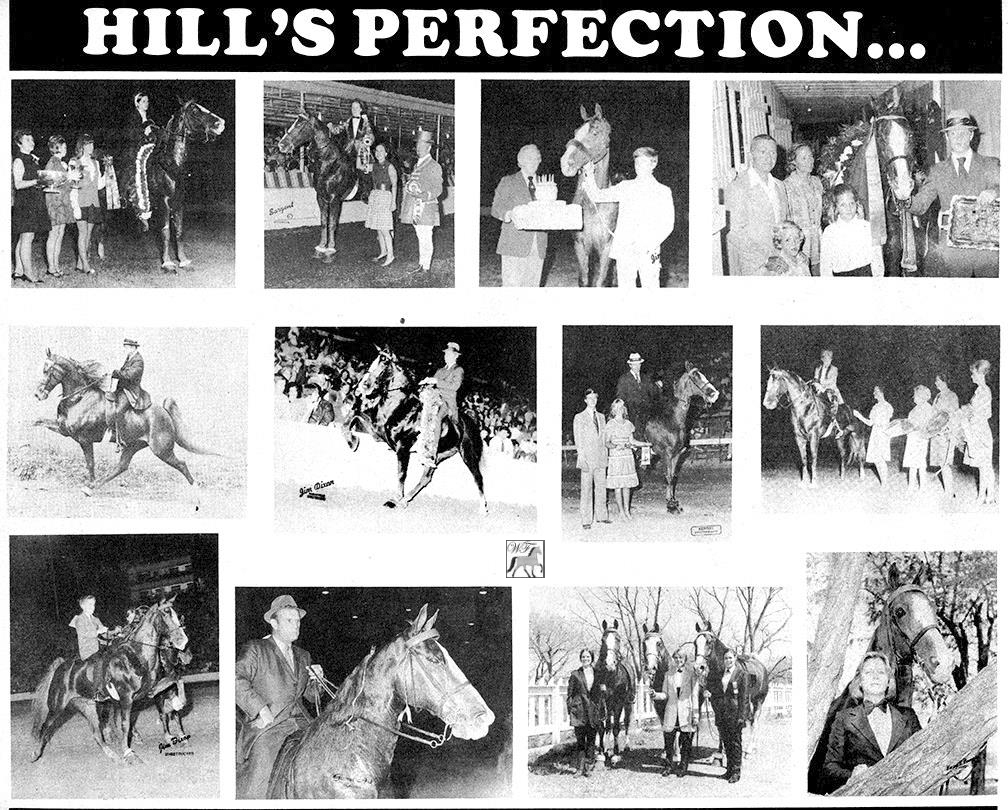 Hill's Perfection
