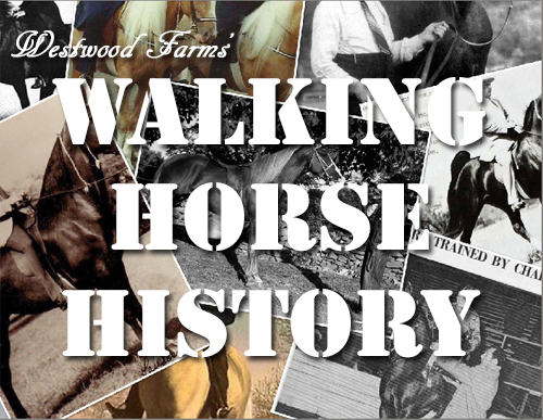 Walking Horse History
