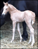 Unnamed 2013 palomino filly