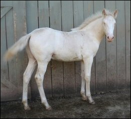 Flash as a weanling.