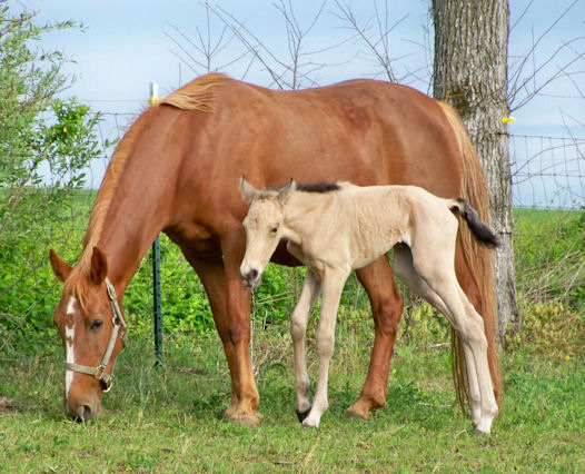 Pride's Southern Affair and Newborn Colt