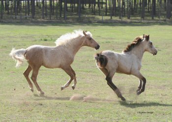 Sunny and Lucky 2008. Photo by Tracy Trevorrow of Equine Designs in Florida. For more info: tracy_trevorrow@yahoo.com