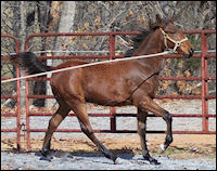 2011 Bay Colt