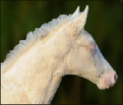 Gambler's Exotic Bet in 2005