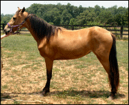 Gambler's Georgia Gem in 2009