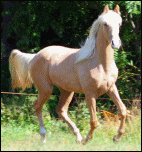Gambler's Golden Angel in 2008