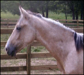 Gambler's Golden Dream WF in 2006