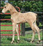 Ella's 2008 Colt at 1 day