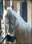 Gambler's Golden Pride in 2006