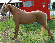 Gambler's Golden Prince WF in 2007