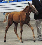 Gambler's Outlaw in 2008