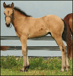 Dixie's 2008 Filly