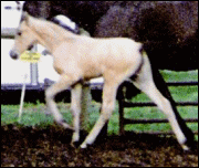 Roc Gold Gambler's Faith in 2006