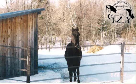 Snip in the snow