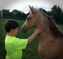The Tennessee Stud