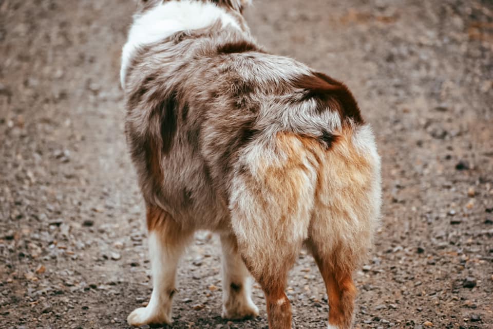Harlequin clearance australian shepherd