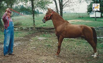 Red Bud's Rascal